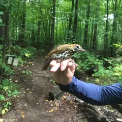 Wood Thrush thumbnail 1