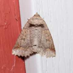 One-lined Zale Moth thumbnail 4