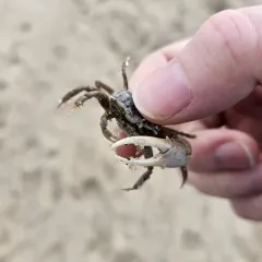 Atlantic Sand Fiddler Crab thumbnail 4