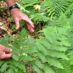 Goldie's wood fern thumbnail 3