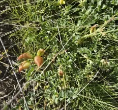 Freckled Milkvetch thumbnail 4