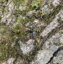 Painted Hickory Borer thumbnail 4