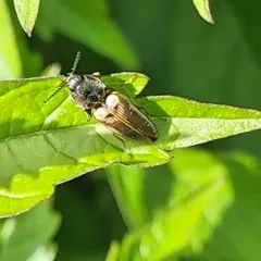 Black-collared Click Beetle thumbnail 3