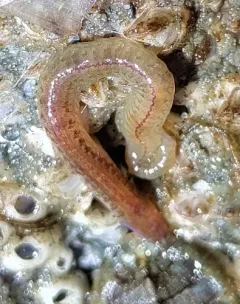 Platynereis bicanaliculata thumbnail 4