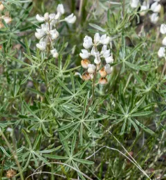 sulphur lupine thumbnail 4