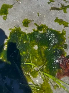 Sea Lettuce thumbnail 2