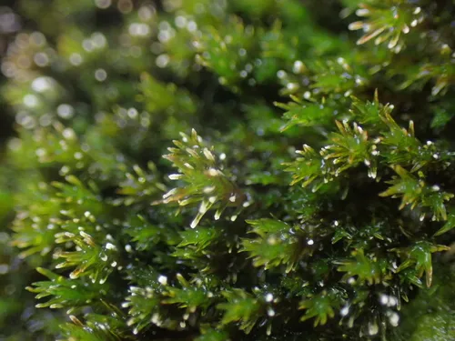 Olive Beard Moss