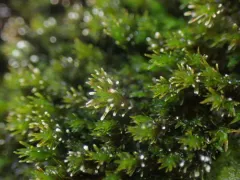 Olive Beard Moss thumbnail 1