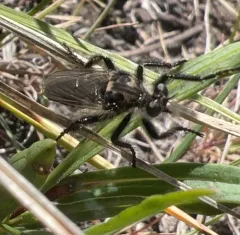 Cyrtopogon willistoni thumbnail 4