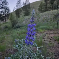 Silky Lupine thumbnail 4