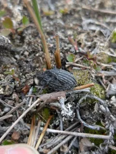 Lepyrus gemellus thumbnail 3