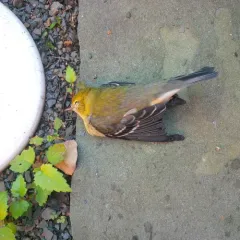 Pine Warbler thumbnail 3