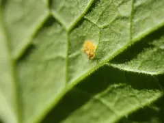 Puccinia heucherae thumbnail 2