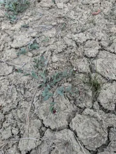 Saltwater Cress thumbnail 2