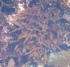 Prionitis lanceolata thumbnail 4