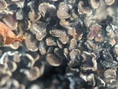 Sarcogyne wheeleri thumbnail 3
