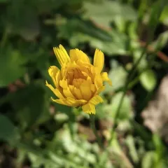 Autumn Hawkbit thumbnail 4