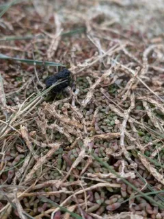 Boreal Saltwort thumbnail 4