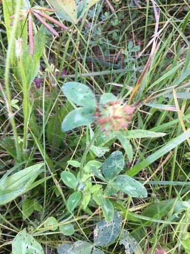 Clover Pepper Spot