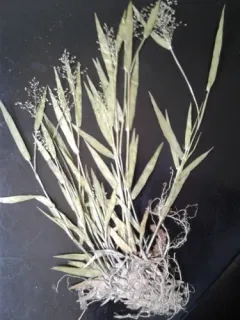 Lindheimer's Panicgrass thumbnail 2
