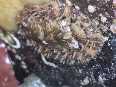 Ferreira's Chiton thumbnail 4