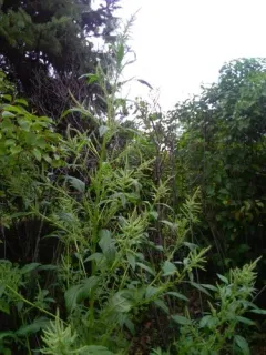 Palmer's Amaranth thumbnail 2