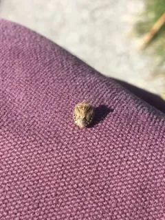 Broken-lined Stink Bug thumbnail 2