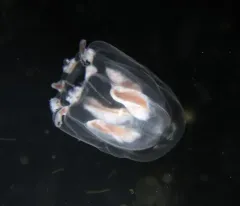 Geomackiea zephyrolata thumbnail 3