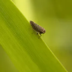 Four-spotted Clover Leafhopper thumbnail 3