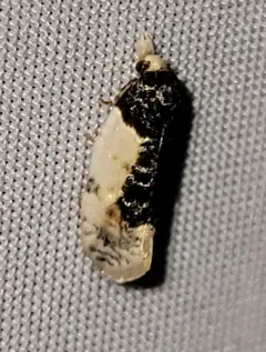 Contrasting Henricus Moth thumbnail 3