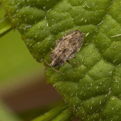 Tingis ampliata