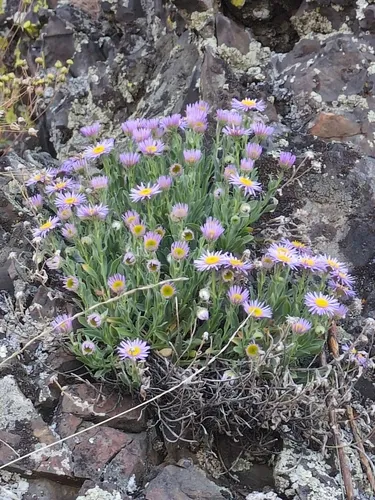 thin daisy