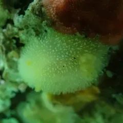 Hairy Horned Dorid thumbnail 4