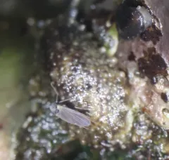 Leather Limpet thumbnail 4