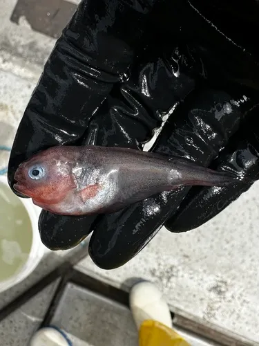 Prickly Snailfish
