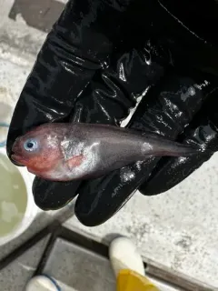 Prickly Snailfish thumbnail 1