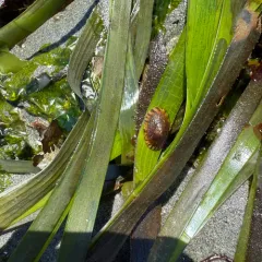 Pacific Eelgrass Limpet thumbnail 4