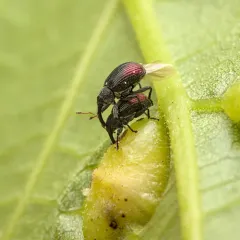 Sutured Weevil thumbnail 4