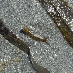 Idotea rufescens thumbnail 4