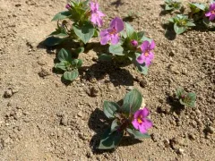 Cusick Monkeyflower thumbnail 3