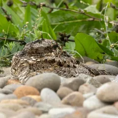 Common Poorwill thumbnail 4