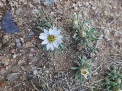 Hoary Townsend Daisy thumbnail 3