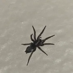 Mouse Spider thumbnail 3