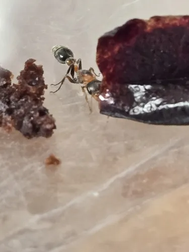 Graceful Twig Ant