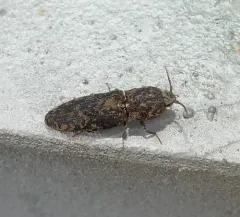 Marbled Click Beetle thumbnail 4