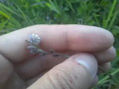 Myosotis dubia thumbnail 4