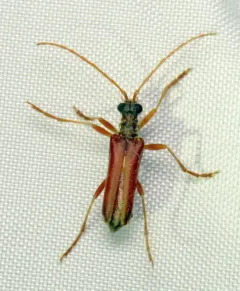 Cinnamon-winged Flower Longhorn thumbnail 3