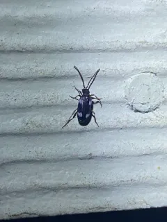 Six-spot Spider Beetle thumbnail 4
