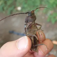 Spined Woodborer thumbnail 2