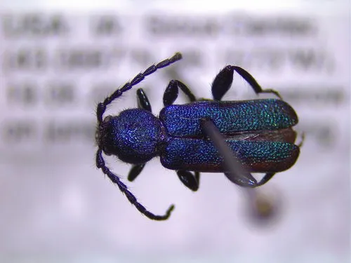 Black-horned Juniper Borer